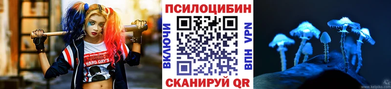Псилоцибиновые грибы Psilocybe  Купить закладки  Екатеринбург 